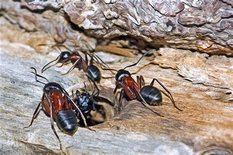 做南向北 夢見很多螞蟻是什麼意思